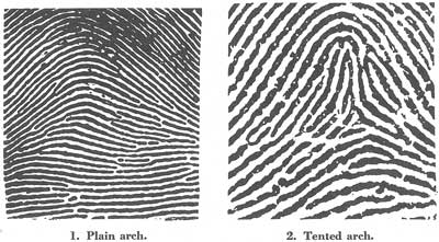 The Science of Fingerprints