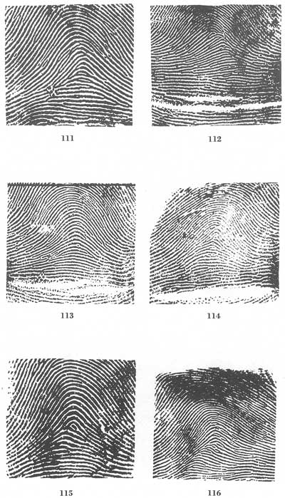 Fingerprints Stunning Fingerprint Patterns Fingerprints Stunning Fingerprint Patterns